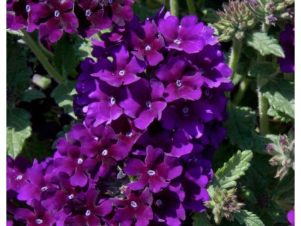 66582 1 verbena black velvet