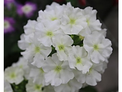 66588 1 verbena pop white