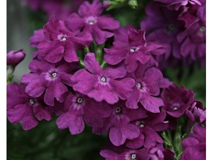 66606 1 verbena fialova