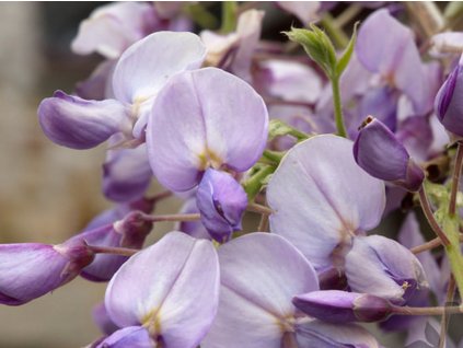 Vistárie čínská 'Amethyst'