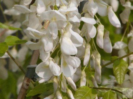 texas white