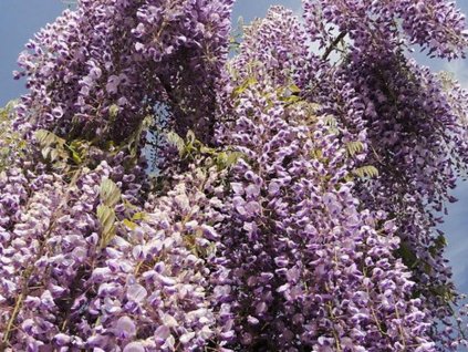 royal purple