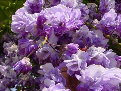 Vistárie květnatá 'Violacea Plena'