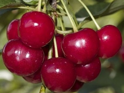Višeň 'Gerema'
