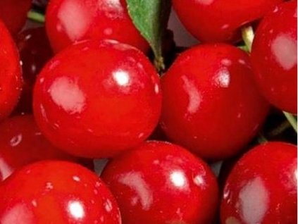 Višeň 'Griotella'