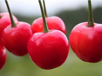 Višeň 'Kelleris'