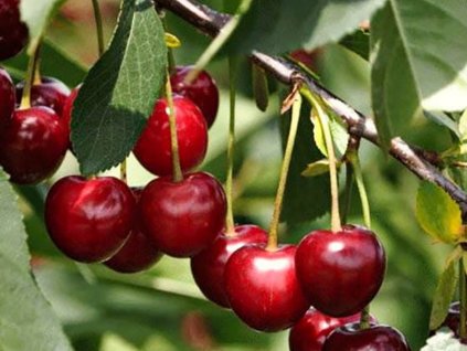 Višeň 'Sabina'