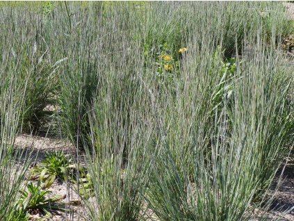 Vousatice metlovitá - Andropogon scoparius