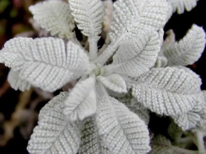 Vratič haradjanii - Tanacetum haradjanii