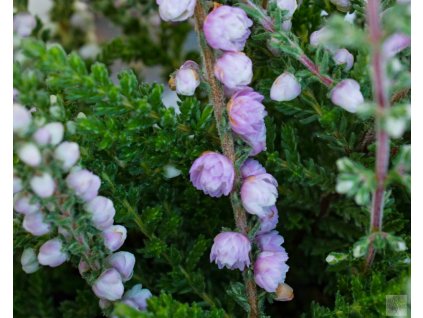 calluna vulgaris elsie prunnel