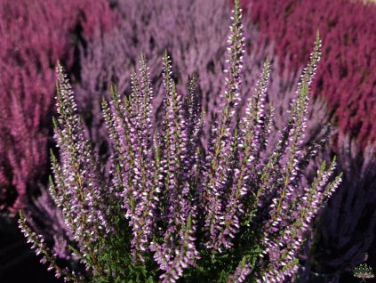 Calluna vulgaris Hilda (3)