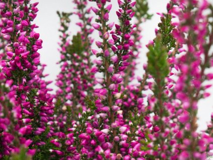 Calluna vulgaris Lilliane (3)