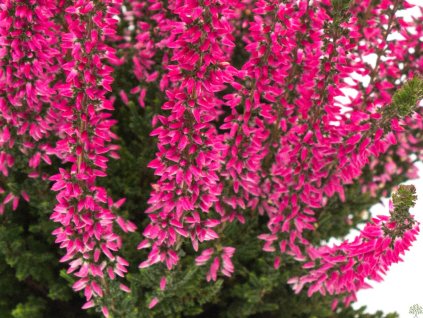 Calluna vulgaris Sanne (2)