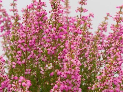 67458 2 vresovec kapsky karlsson vom dach