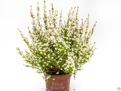 Erica gracilis white (3)