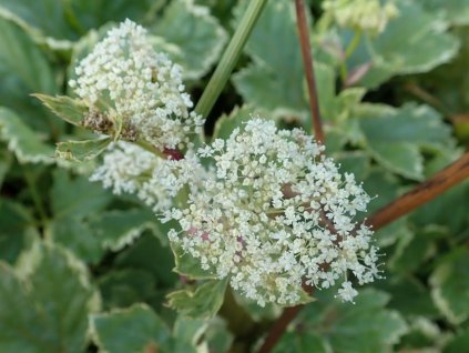Všedobr horský 'Daphnis' - Peucedanum ostruthium 'Daphnis'