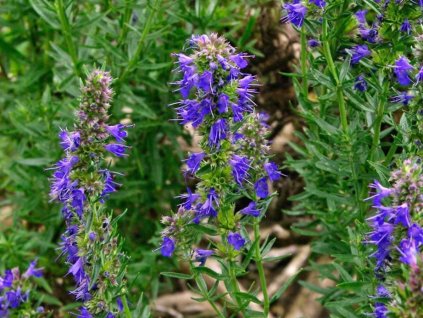 Yzop lékařský - Hyssopus officinalis