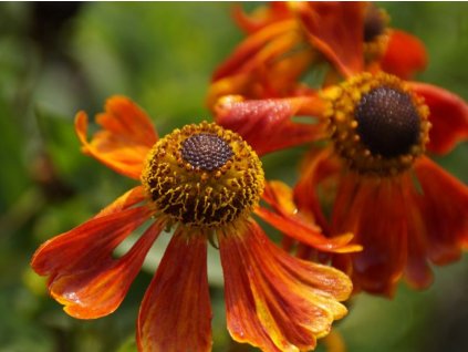 Záplevák x hybr. 'Waltraud' - Helenium x hybr. 'Waltraud'