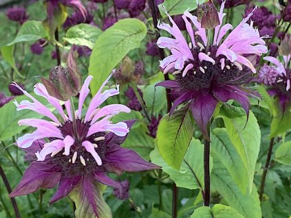 Zavinutka zahradní 'Beauty of Cobham' - Monarda x hybr. 'Beauty of Cobham'