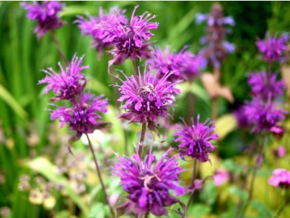 Zavinutka x hybrida 'Blaustrumpf' - Monarda x hybrida 'Blaustrumpf'