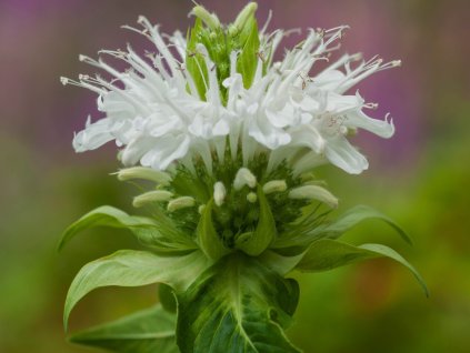 Zavinutka x hybrida 'Schneewittchen' - Monarda x hybrida 'Schneewittchen'
