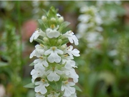 plaziv� alba