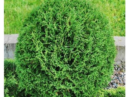 68256 1 zerav zapadni tiny tim