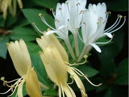 Zimolez japonský 'Halliana'