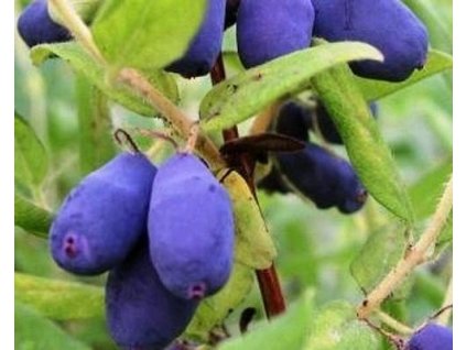 68313 1 zimolez kamcatsky amur