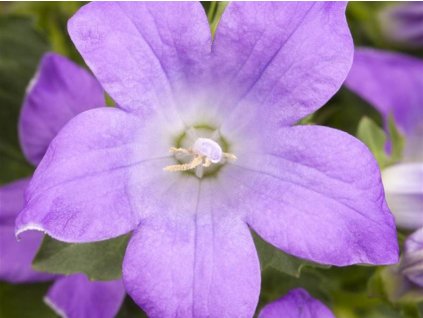 Zvonek dalmatský - Campanula portenschlagiana
