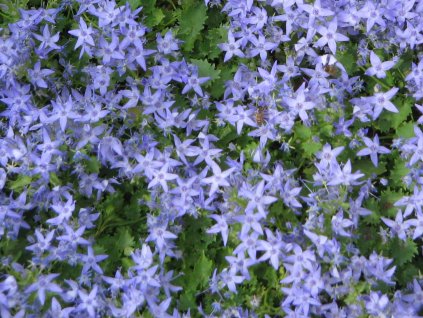 Zvonek garganský - Campanula garganica