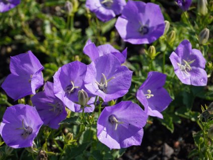 Zvonek karpatský 'Karl Foerster' - Campanula carpatica 'Karl Foerster'
