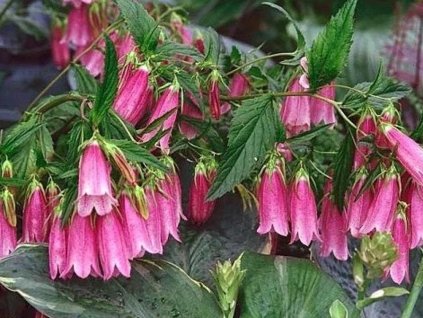 rubriflora