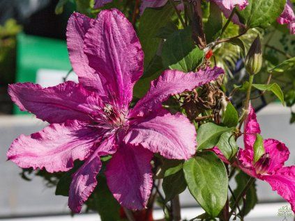 Clematis Barbara