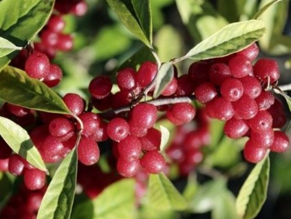 Hlošina okoličnatá 'Pointilla Amoroso'