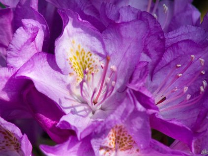 Rhododendron Purpureum Grandiflorum (1)
