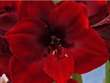 Amarylis 'Grand Diva'
