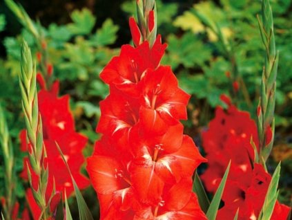 Mečík 'Traderhorn'