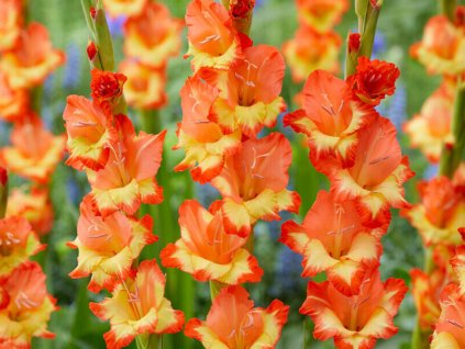 Mečík 'Princess Margaret Rose'