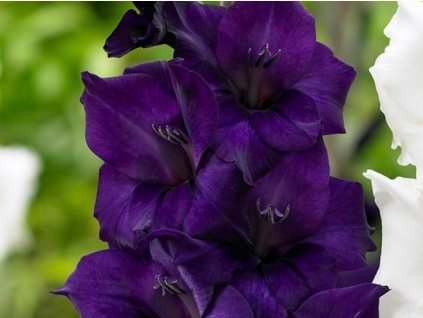 purple flora