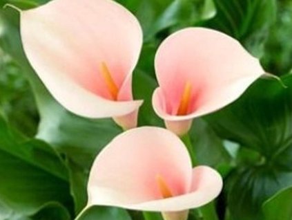 flamingo c