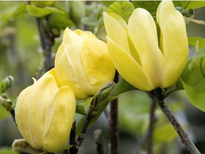 Magnolie 'Yellow Bird'