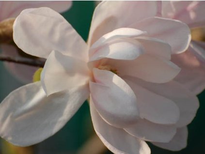 Magnolie hvězdokvětá 'Alixeed'