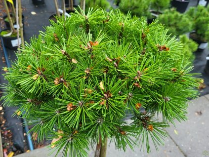 Pinus mugo 'Benjamin' (1)