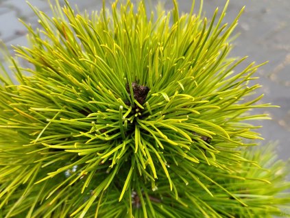 Pinus densiflora 'Meylan Compact' (1)