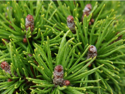 Borovice kleč 'Mini Mini'