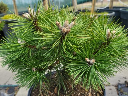 Pinus nigra 'Agnes Bregeon' (2)