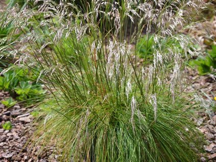 Metlice křivolaká - Deschampsia flexuosa