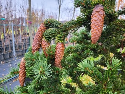 Picea abies 'Lombartsii' (1)