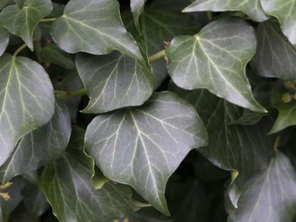 Břečťan popínavý 'Hibernica'